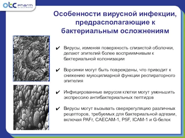 Вирусы, изменяя поверхность слизистой оболочки, делают эпителий более восприимчивым к бактериальной колонизации