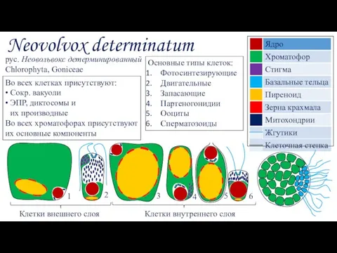 Neovolvox determinatum рус. Неовольвокс детерминированный Chlorophyta, Goniceae Основные типы клеток: Фотосинтезирующие Двигательные