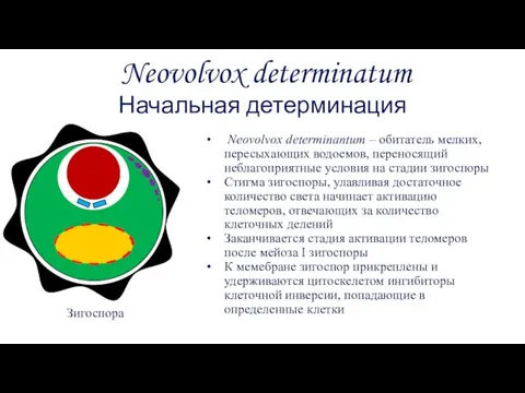 Neovolvox determinatum Начальная детерминация Зигоспора Neovolvox determinantum – обитатель мелких, пересыхающих водоемов,