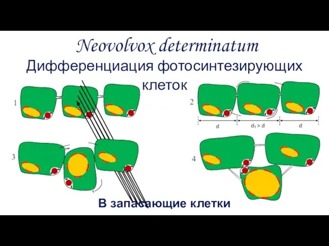 Neovolvox determinatum Дифференциация фотосинтезирующих клеток В запасающие клетки