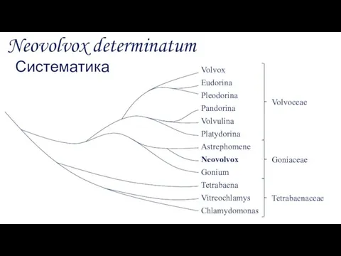 Neovolvox determinatum Систематика