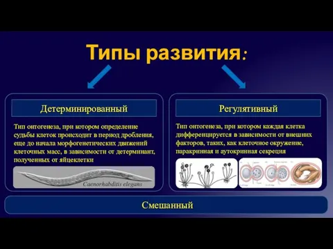 Типы развития: Тип онтогенеза, при котором определение судьбы клеток происходит в период