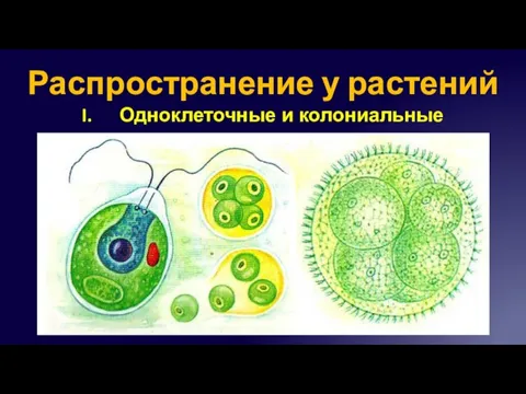 Распространение у растений Одноклеточные и колониальные