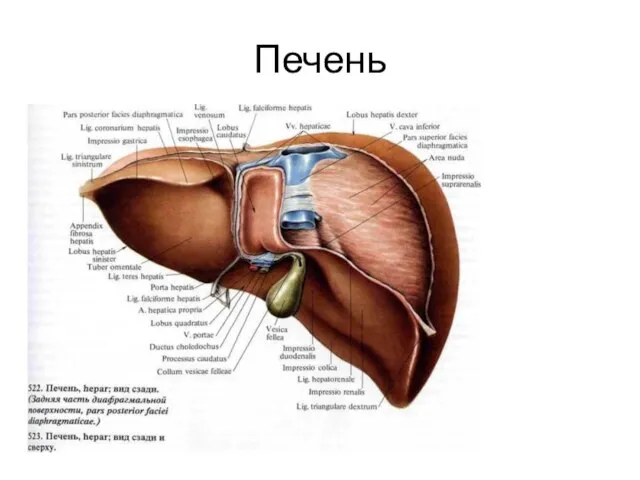 Печень