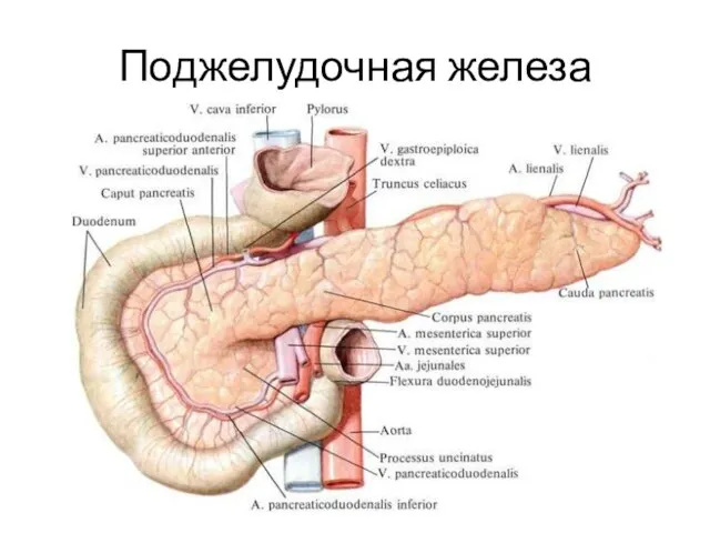 Поджелудочная железа