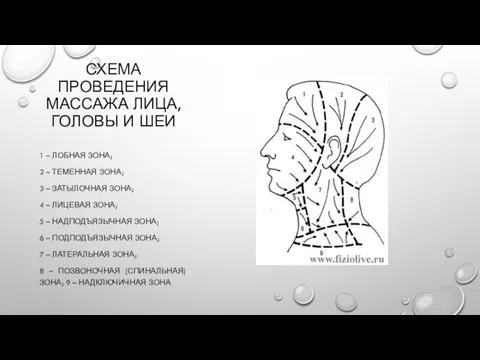 СХЕМА ПРОВЕДЕНИЯ МАССАЖА ЛИЦА, ГОЛОВЫ И ШЕИ 1 – ЛОБНАЯ ЗОНА; 2