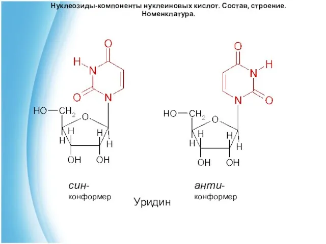 Уридин Нуклеозиды-компоненты нуклеиновых кислот. Состав, строение. Номенклатура. син- конформер анти- конформер