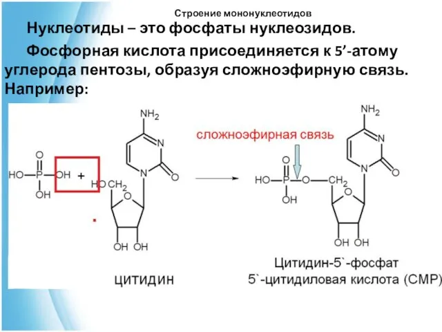 Строение мононуклеотидов Нуклеотиды – это фосфаты нуклеозидов. Фосфорная кислота присоединяется к 5’-атому