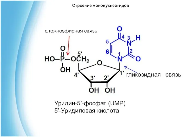 гликозидная связь сложноэфирная связь Строение мононуклеотидов Уридин-5’-фосфат (UMP) 5’-Уридиловая кислота