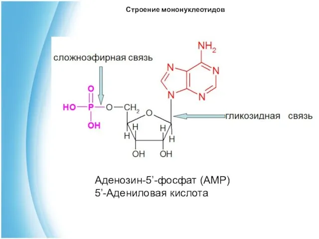 Строение мононуклеотидов Аденозин-5’-фосфат (AMP) 5’-Адениловая кислота