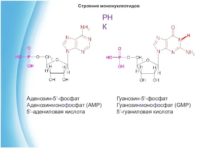 Аденозин-5’-фосфат Аденозинмонофосфат (АМР) 5’-адениловая кислота Гуанозин-5’-фосфат Гуанозинмонофосфат (GМР) 5’-гуаниловая кислота Строение мононуклеотидов РНК H