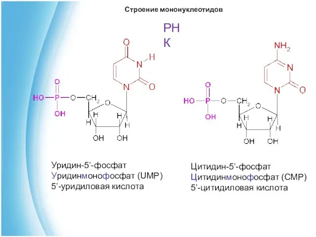 Уридин-5’-фосфат Уридинмонофосфат (UМР) 5’-уридиловая кислота Цитидин-5’-фосфат Цитидинмонофосфат (CМР) 5’-цитидиловая кислота Строение мононуклеотидов РНК