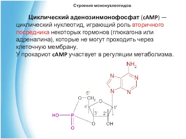 Циклический аденозинмонофосфат (cAMP) — циклический нуклеотид, играющий роль вторичного посредника некоторых гормонов