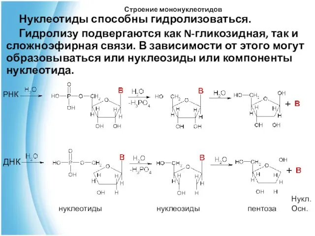 Строение мононуклеотидов Нуклеотиды способны гидролизоваться. Гидролизу подвергаются как N-гликозидная, так и сложноэфирная