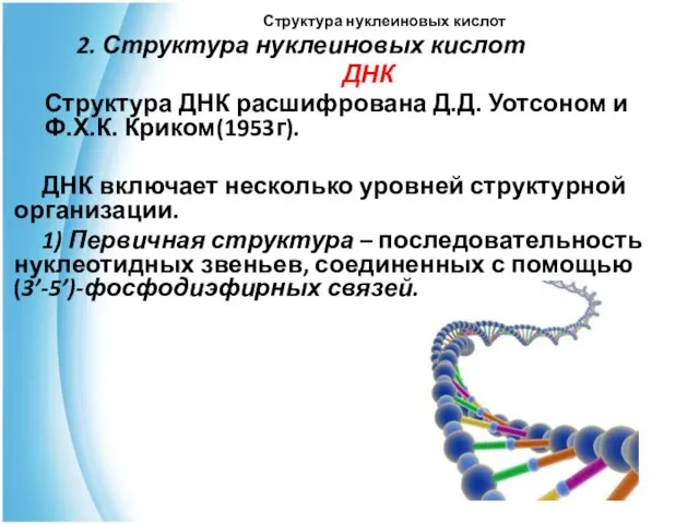 Структура нуклеиновых кислот 2. Структура нуклеиновых кислот ДНК Структура ДНК расшифрована Д.Д.