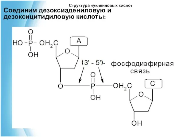 Структура нуклеиновых кислот Соединим дезоксиадениловую и дезоксицитидиловую кислоты: