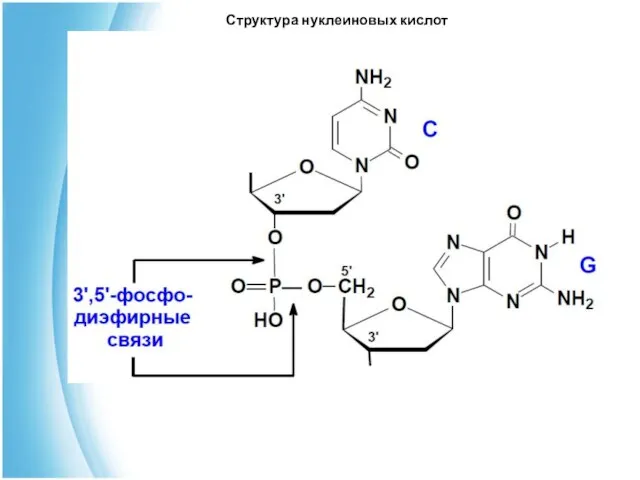 Структура нуклеиновых кислот