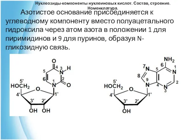 Нуклеозиды-компоненты нуклеиновых кислот. Состав, строение. Номенклатура. Азотистое основание присоединяется к углеводному компоненту