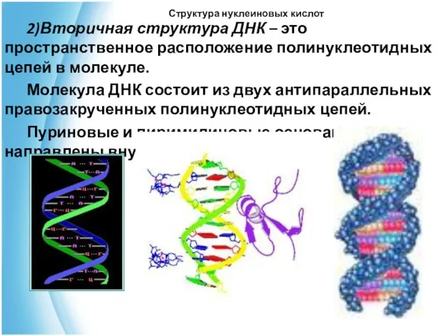 Структура нуклеиновых кислот 2)Вторичная структура ДНК – это пространственное расположение полинуклеотидных цепей