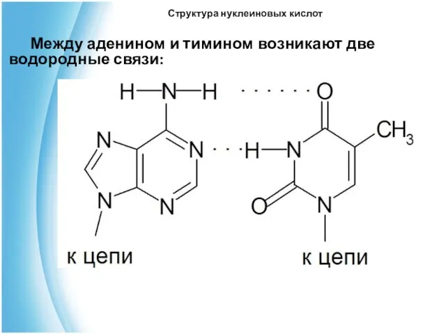 Структура нуклеиновых кислот Между аденином и тимином возникают две водородные связи: