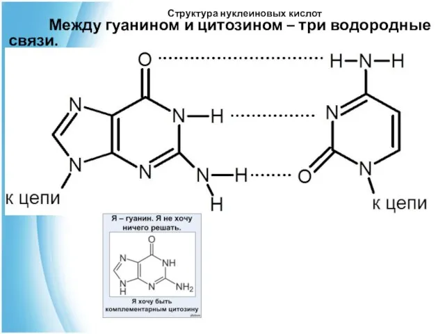 Структура нуклеиновых кислот Между гуанином и цитозином – три водородные связи.