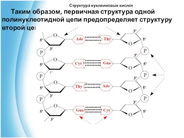 Структура нуклеиновых кислот Таким образом, первичная структура одной полинуклеотидной цепи предопределяет структуру второй цепи.