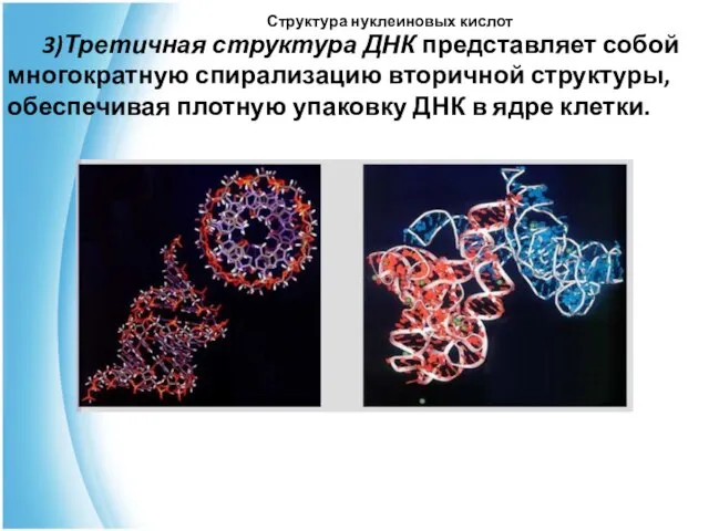 Структура нуклеиновых кислот 3)Третичная структура ДНК представляет собой многократную спирализацию вторичной структуры,