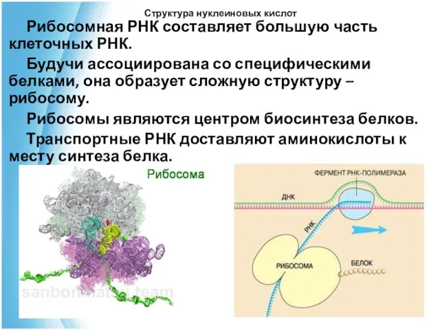 Структура нуклеиновых кислот Рибосомная РНК составляет большую часть клеточных РНК. Будучи ассоциирована