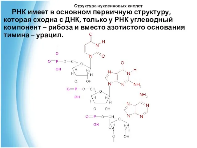 Структура нуклеиновых кислот РНК имеет в основном первичную структуру, которая сходна с