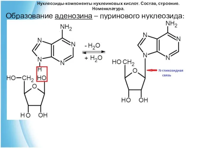 Нуклеозиды-компоненты нуклеиновых кислот. Состав, строение. Номенклатура. Образование аденозина – пуринового нуклеозида: