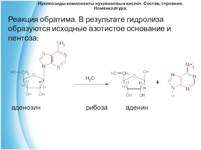 аденозин рибоза аденин Реакция обратима. В результате гидролиза образуются исходные азотистое основание