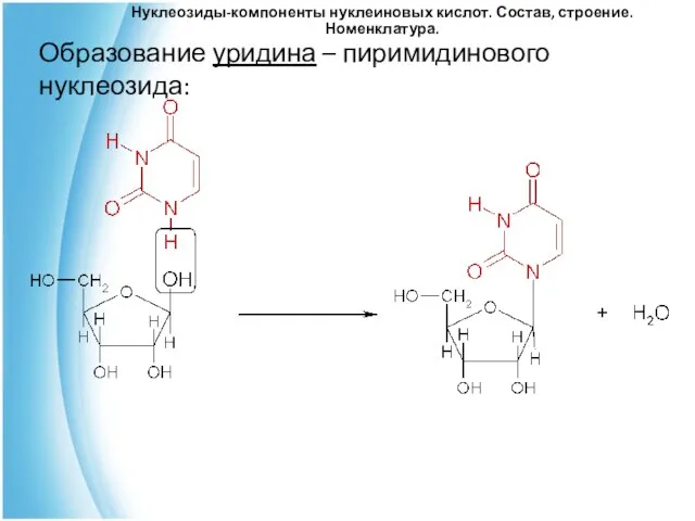 Нуклеозиды-компоненты нуклеиновых кислот. Состав, строение. Номенклатура. Образование уридина – пиримидинового нуклеозида: