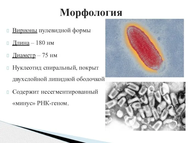 Вирионы пулевидной формы Длина – 180 нм Диаметр – 75 нм Нуклеотид