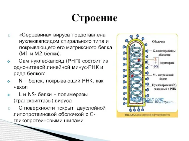 «Серцевина» вируса представлена нуклеокапсидом спирального типа и покрывающего его матриксного белка (М1