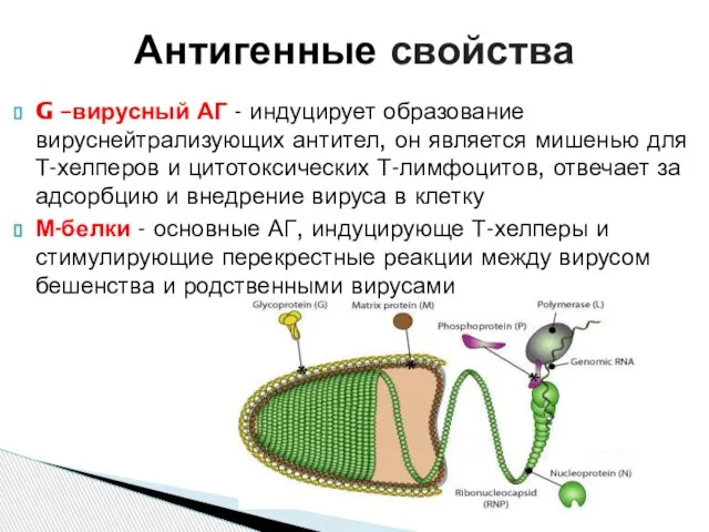 G –вирусный АГ - индуцирует образование вируснейтрализующих антител, он является мишенью для