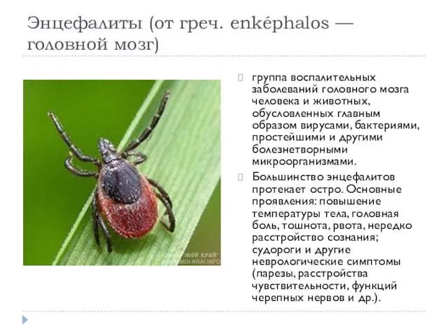 Энцефалиты (от греч. enképhalos — головной мозг) группа воспалительных заболеваний головного мозга