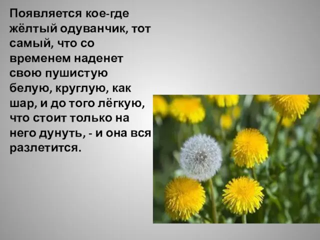 Появляется кое-где жёлтый одуванчик, тот самый, что со временем наденет свою пушистую