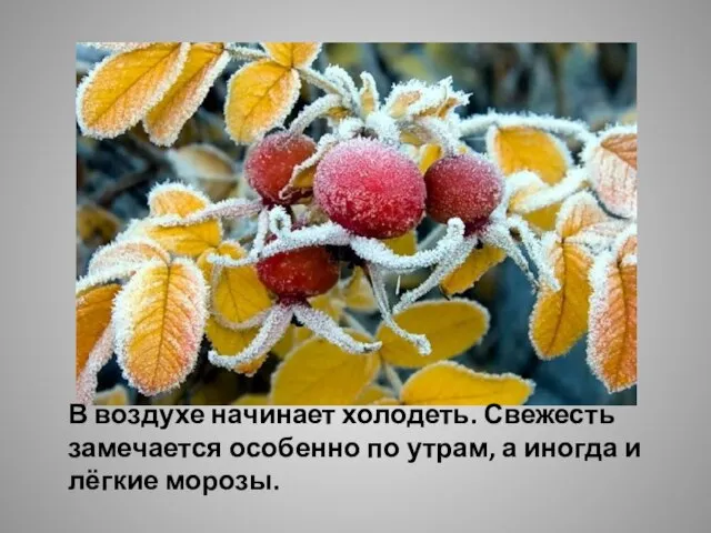 В воздухе начинает холодеть. Свежесть замечается особенно по утрам, а иногда и лёгкие морозы.