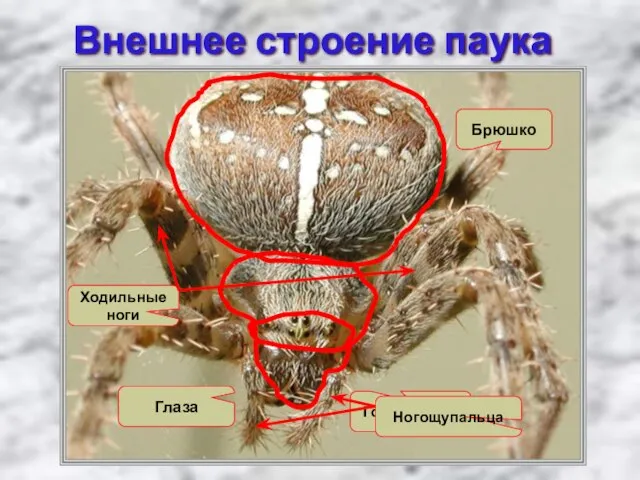 Внешнее строение паука крестовика Головогрудь Брюшко Глаза Ходильные ноги Ногощупальца