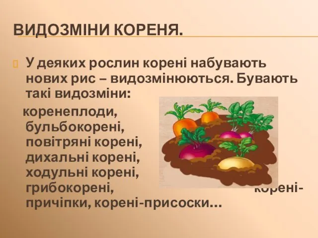 ВИДОЗМІНИ КОРЕНЯ. У деяких рослин корені набувають нових рис – видозмінюються. Бувають