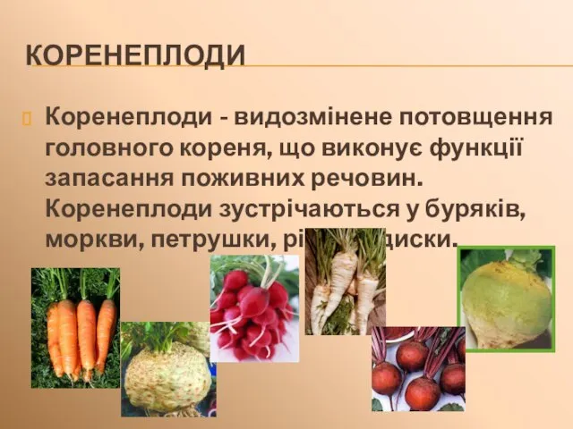 КОРЕНЕПЛОДИ Коренеплоди - видозмінене потовщення головного кореня, що виконує функції запасання поживних