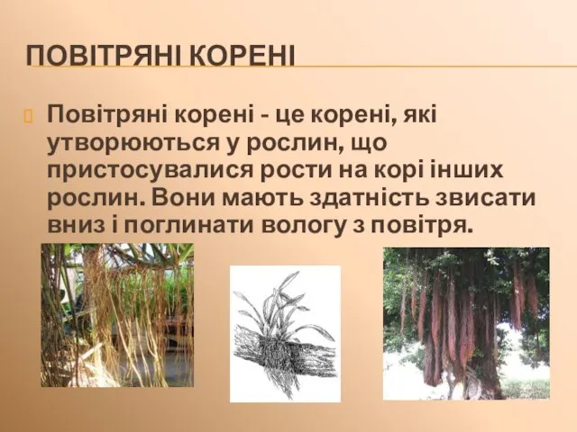 ПОВІТРЯНІ КОРЕНІ Повітряні корені - це корені, які утворюються у рослин, що