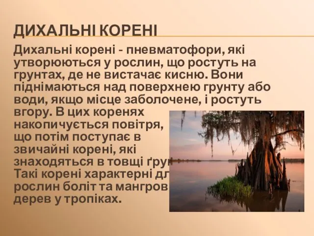 ДИХАЛЬНІ КОРЕНІ Дихальні корені - пневматофори, які утворюються у рослин, що ростуть