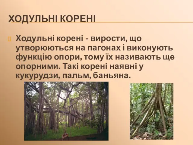 ХОДУЛЬНІ КОРЕНІ Ходульні корені - вирости, що утворюються на пагонах і виконують