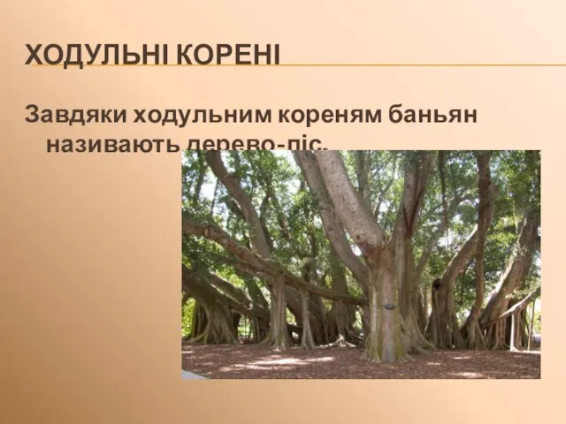 ХОДУЛЬНІ КОРЕНІ Завдяки ходульним кореням баньян називають дерево-ліс.