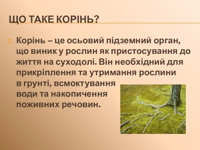 ЩО ТАКЕ КОРІНЬ? Корінь – це осьовий підземний орган, що виник у