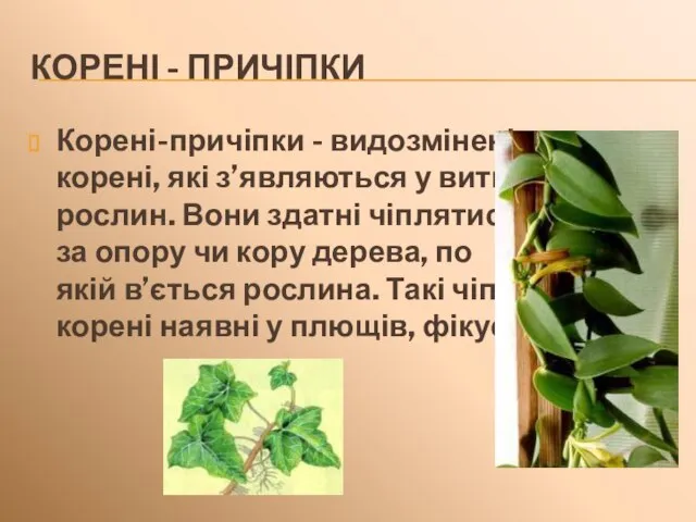 КОРЕНІ - ПРИЧІПКИ Корені-причіпки - видозмінені корені, які з’являються у витких рослин.