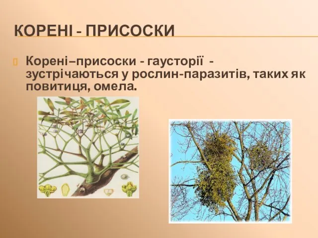 КОРЕНІ - ПРИСОСКИ Корені–присоски - гаусторії - зустрічаються у рослин-паразитів, таких як повитиця, омела.