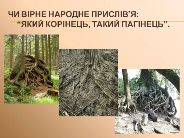 ЧИ ВІРНЕ НАРОДНЕ ПРИСЛІВ’Я: “ЯКИЙ КОРІНЕЦЬ, ТАКИЙ ПАГІНЕЦЬ”.