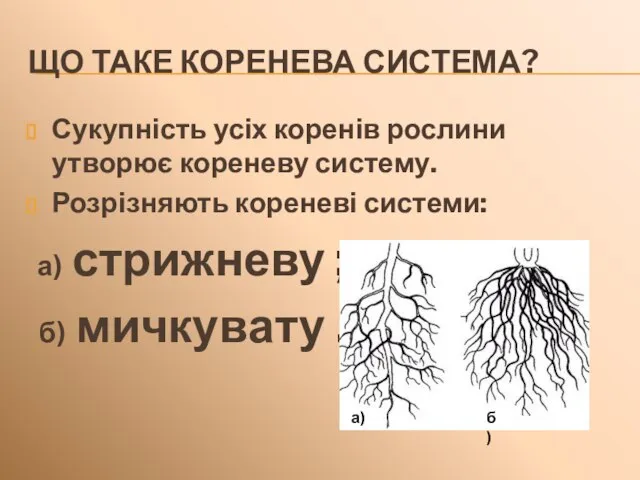 ЩО ТАКЕ КОРЕНЕВА СИСТЕМА? Сукупність усіх коренів рослини утворює кореневу систему. Розрізняють